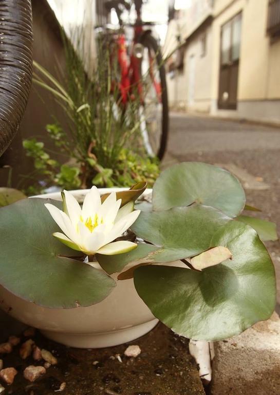 Love Kyoto Kyoenkan Стая снимка